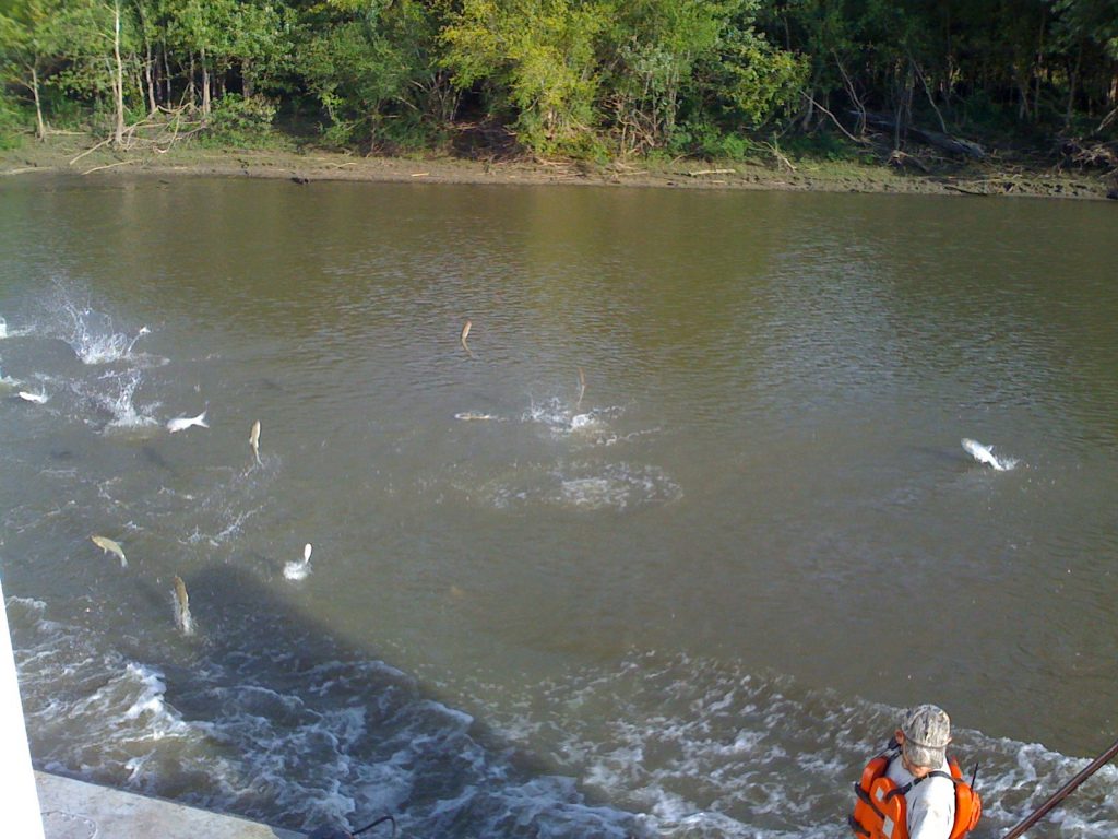 Introduced “Asian" carp jumping alongside a push boat in the Illinois River, 2010. Photo by Ryan Griffis.