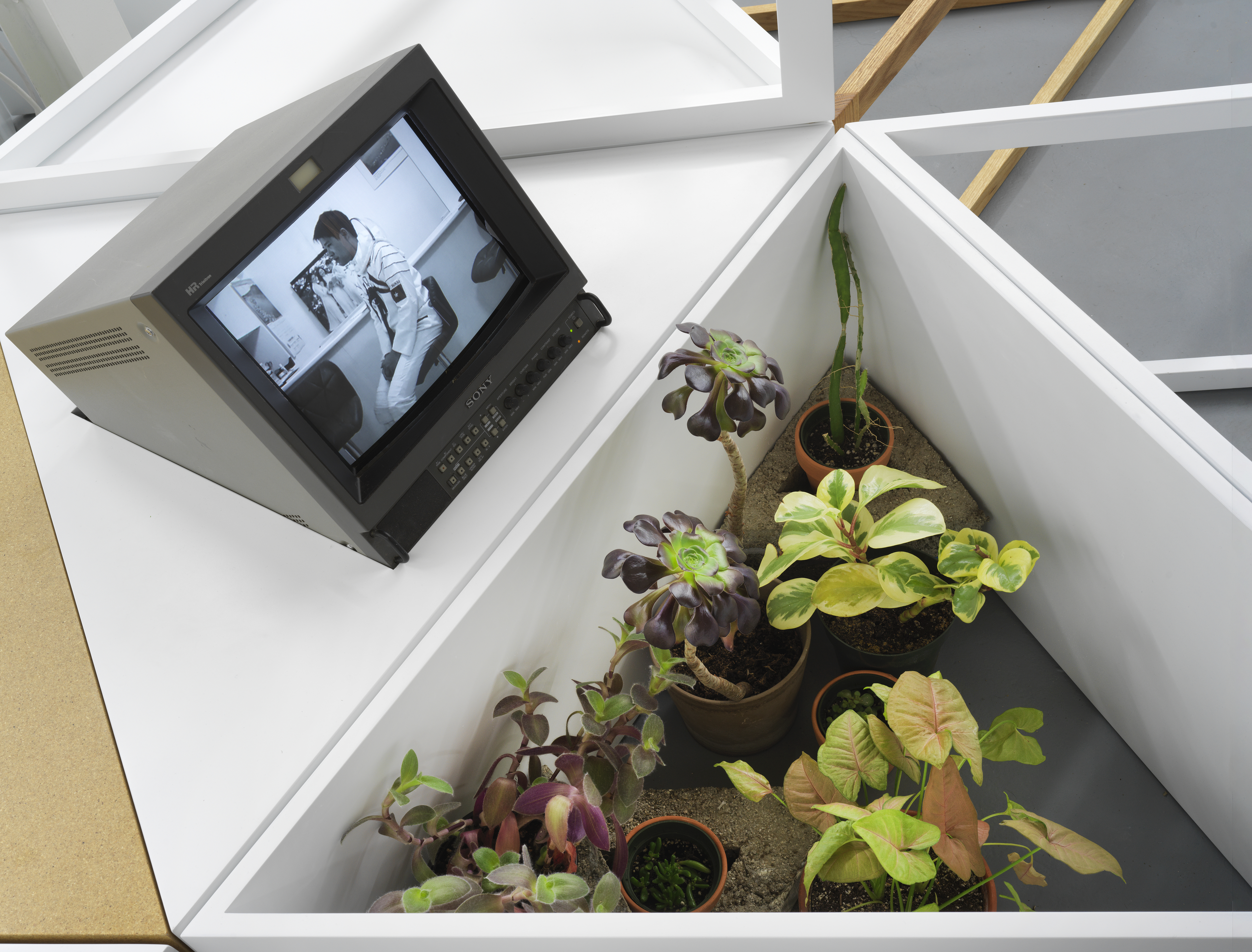 Image: A closeup photo taken from above of the wooden triangle segments holding various potted plants with green, purple, and yellow leaves. A small, grey television is set on top of a neighboring triangle segment. The TV screen is tilted upwards and shows a black and white image of a cosmonaut sitting sideways on a chair in a space suit without a helmet. Image courtesy of the artist.