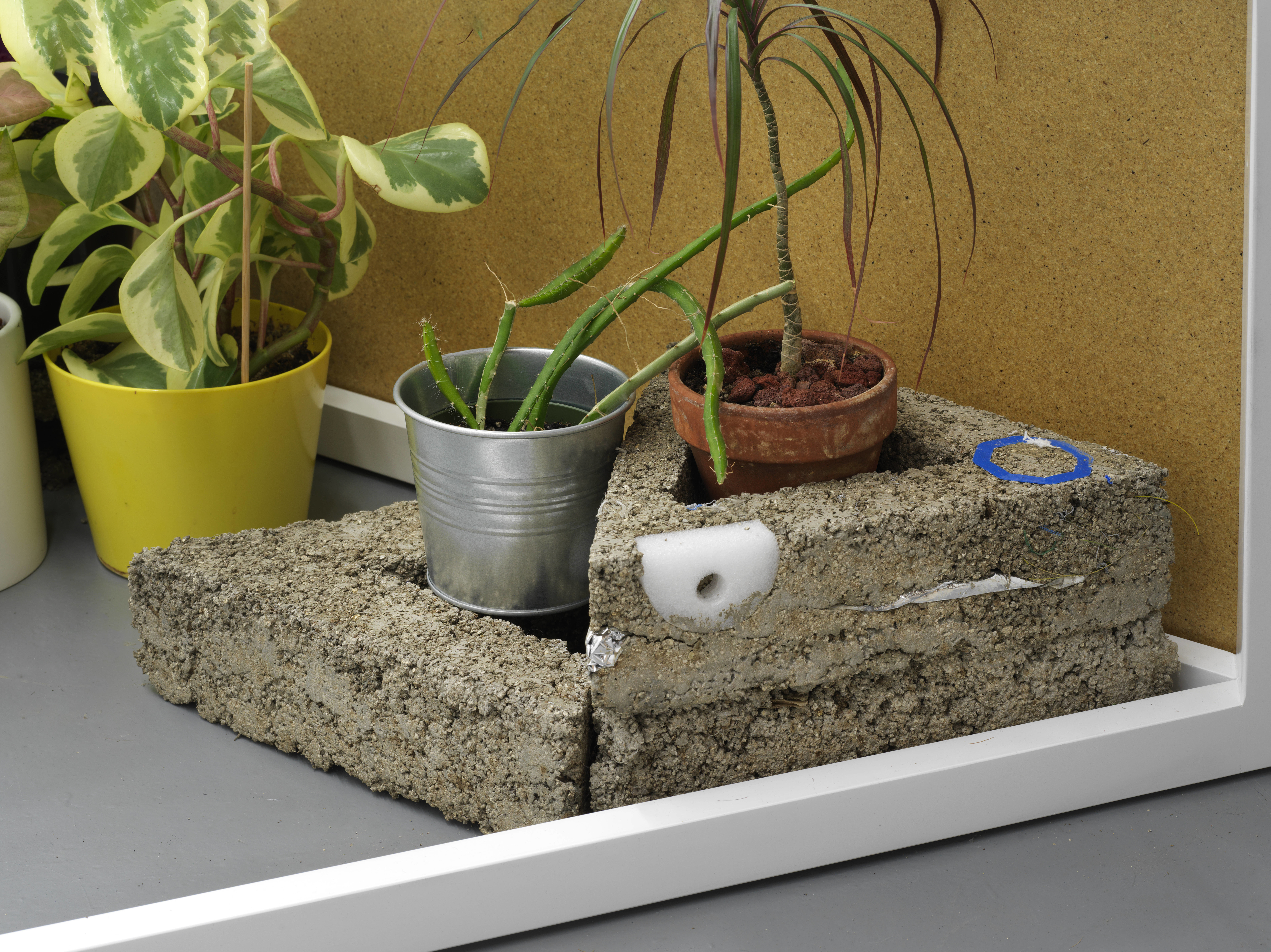 Image: Photo of three potted plants featured in the installation. Farthest left, a yellow pot holds a large, green-leafed plant. In the middle, raised on a triangular hypertufa block is a smaller plant contained in an aluminium pot. It’s long, tendril-like stems reach upwards, just barely touching the third potted plant. The final plant contained in a clay pot is raised the highest of the three. A burst of skinny, deep purple leaves cascade from the top of the single stalk.