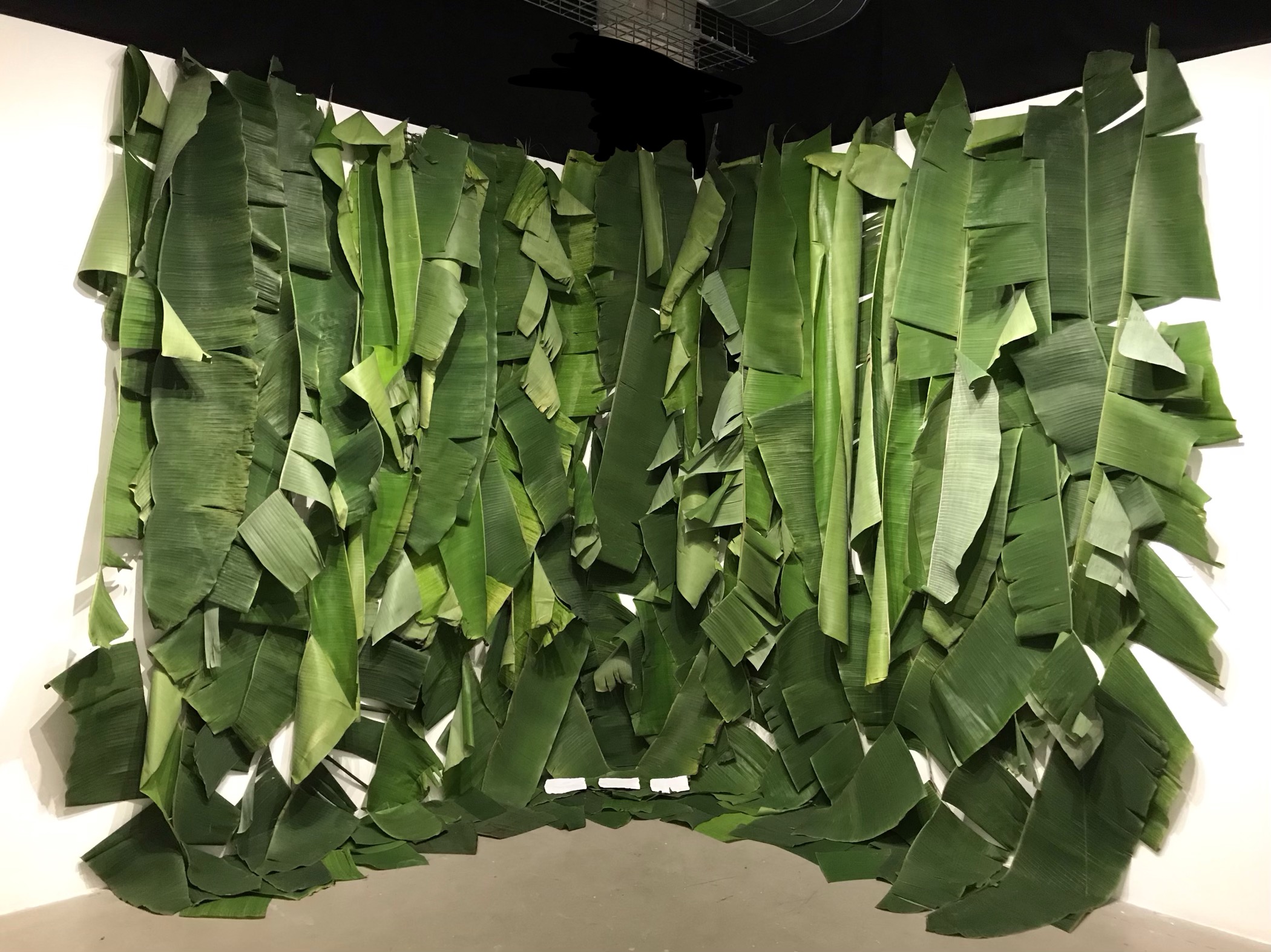 Image: Photo of Devyn's installation at SAIC of big verdant green banana leaves attached to the top of a white gallery wall and droop all the way down to the floor, leaving a few specs of the white wall between them. Photo courtesy of the artist.