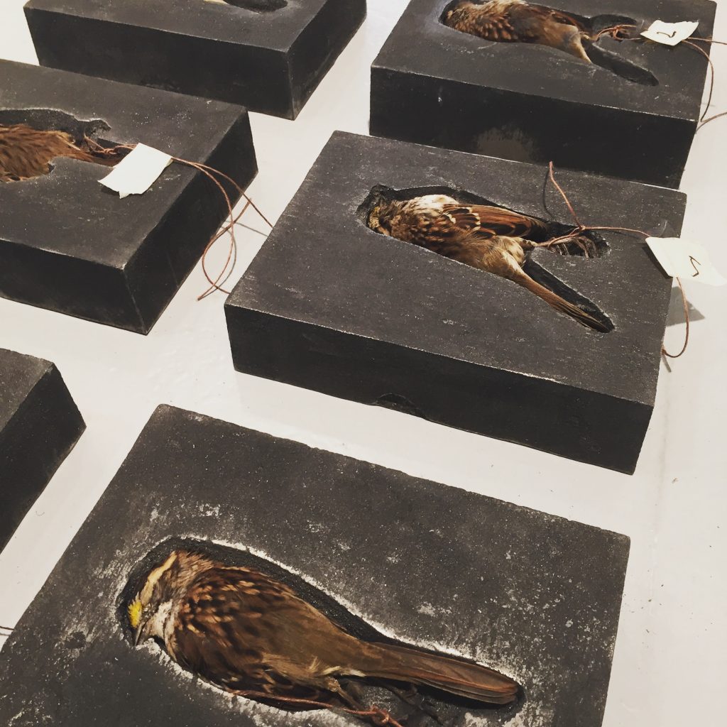 Image:  Selva Aparicio, Interrumpidos, (Interrupted), ongoing series. Cast iron, dead birds. The image shows two rows of cast iron blocks that contain dead birds. The birds are mostly brown and each have a tag tied on their feet. Image courtesy of the artist.