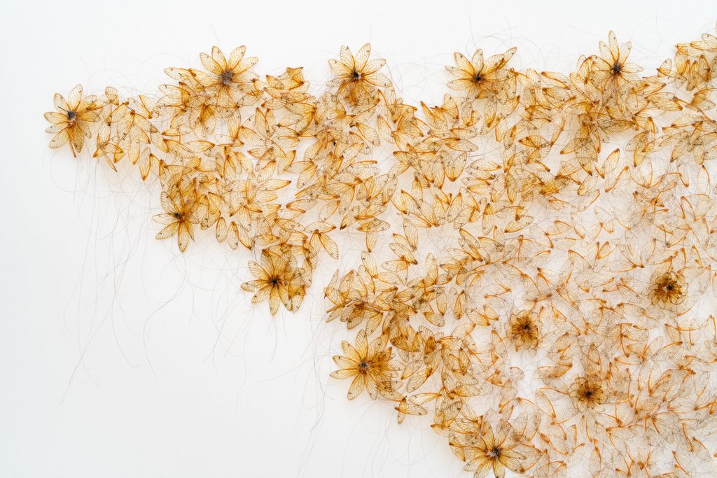 Image: Selva Aparicio, “Velo de luto” (Mourning veil), 2020. Magicicada wings, sewn with hair. The image shows the piece on display on a white wall. Orange wings sewn together spread across the image, narrowing to a point on the left side.  Photo by Robert Chase Heishman. Image courtesy of the artist.