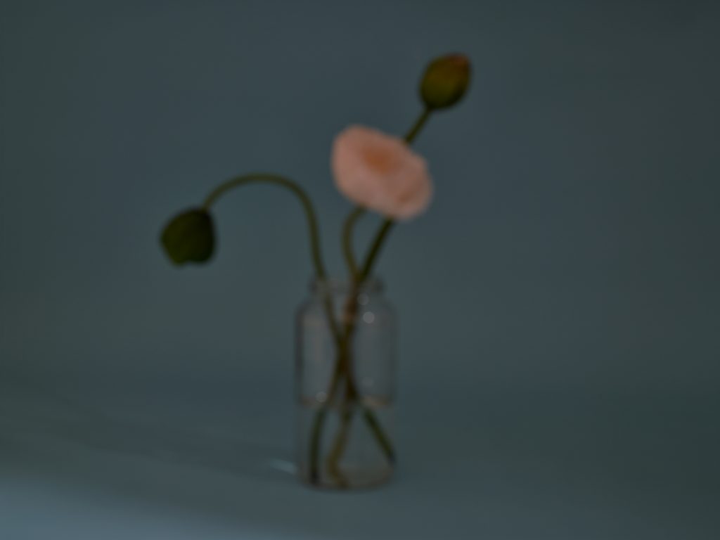 Image: Magenta, 2019 by Marzena Abrahamic. A photograph that is out of focus of three flowers in aa glass vase. The one open flower is pink and the background is dark, pale blue. Image courtesy of the artist.