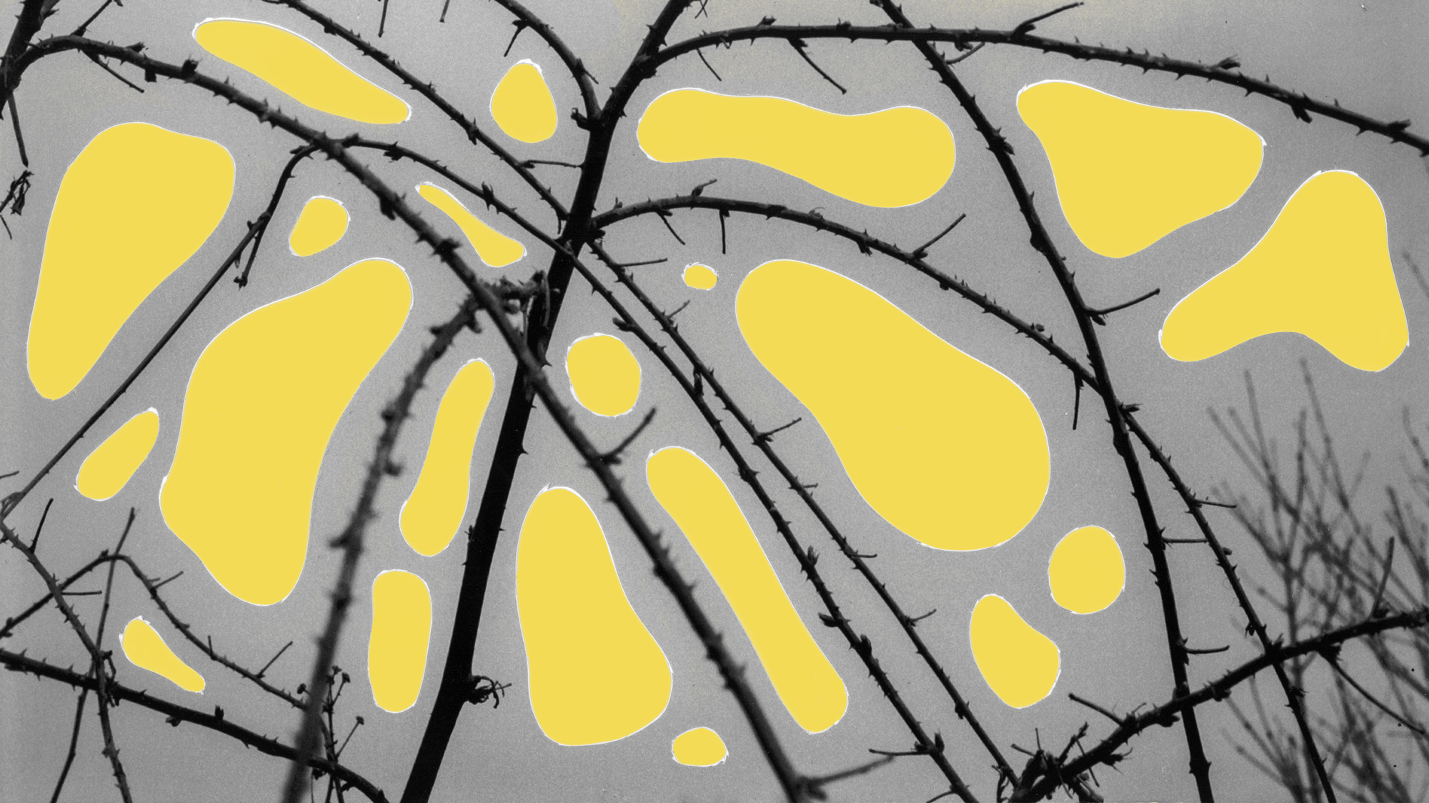 Featured image: A black and white photograph of branches with organic, yellow shapes. Create by Ryan Edmund Thiel.