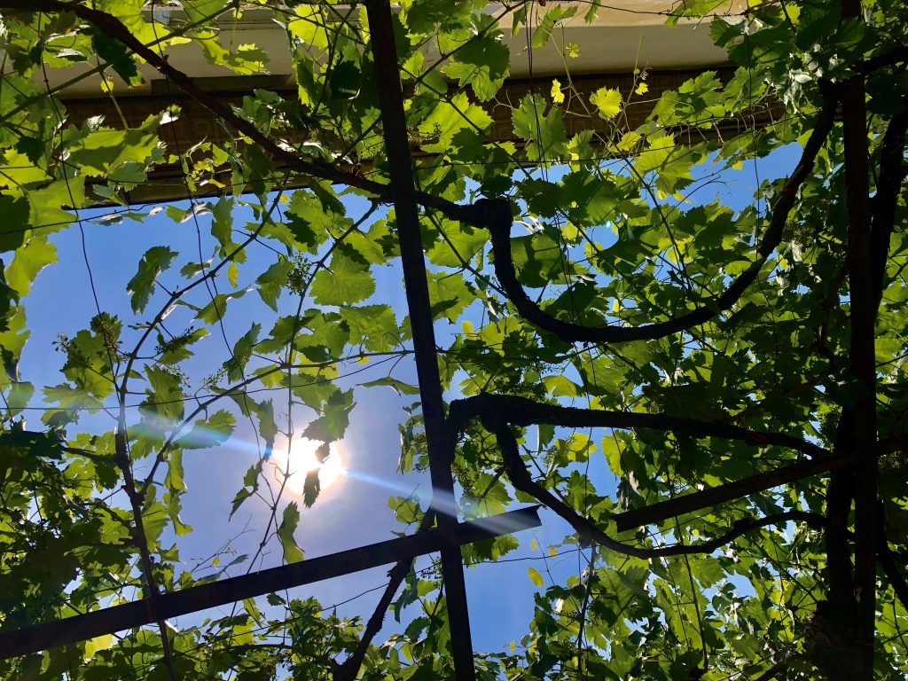 Image: A photo of a grape vine canopy located at the author's grandmother's house. The side of the house's yellow facade is visible in the top part of the photograph. The sky is a clear, bright blue and the grape vine leaves are bright green. Photo by the author.