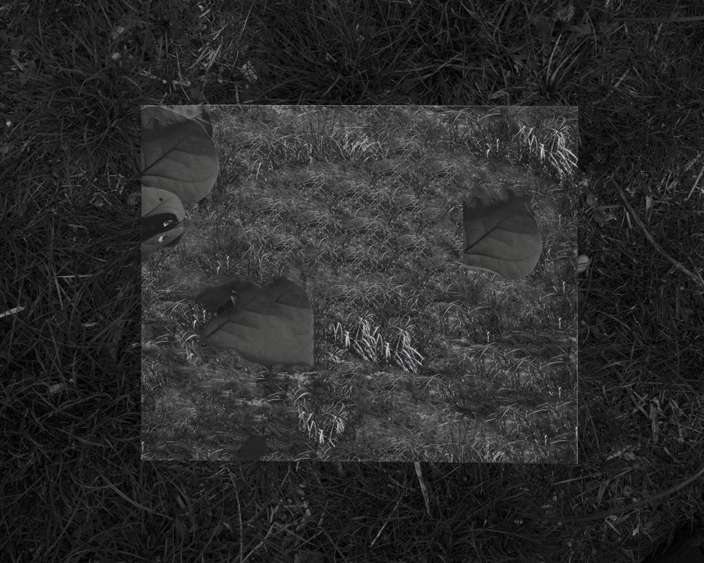 Image: Kelly Kristin Jones, "Untitled (The plague)," 2021. Archival pigment print, 16in x 20in. Edition of 3. A black and white photograph looking down at the grass. A square shape lies in the center showing more grass and leaves. Image courtesy of the artist.