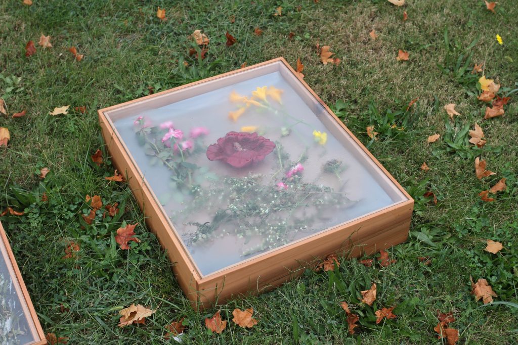 Image: John Steck Jr., Diurne in Blue at 1022 N 5th Street, Springfield, IL. An arrangement of flowers are encased under glass in a wooden box on the grass. Photo by Jeff Robinson.