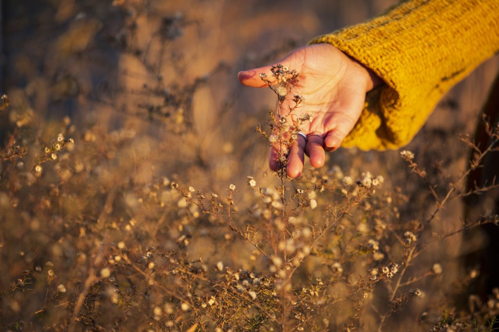 Image: A view of Abena Motaboli's hand outstretched touching a wheat-colored plant. She wears a yellow sweater. Photo by Kristie Kahns.