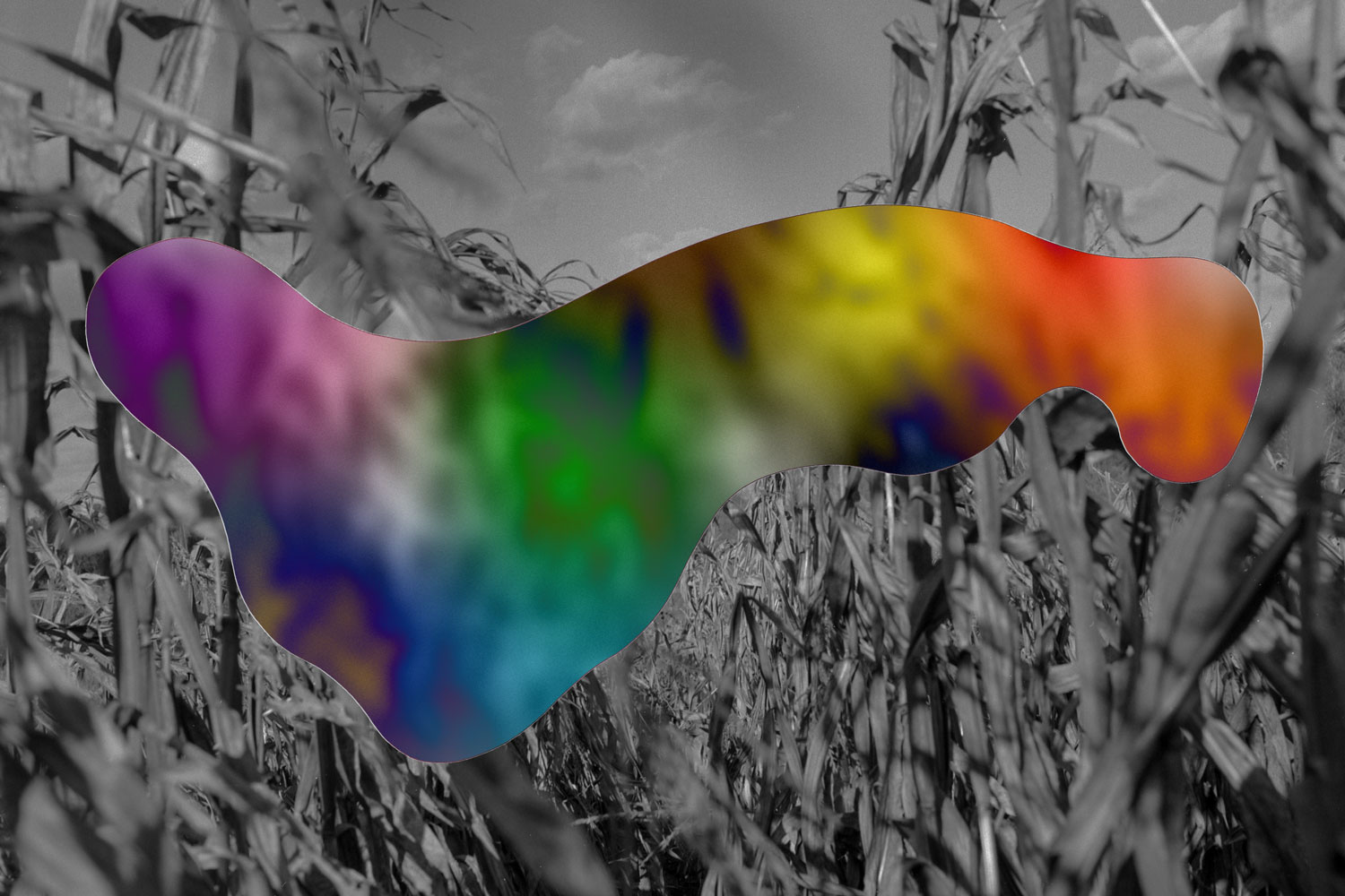 Image: A collage of a black and white photograph of a cornfield with an organic shaped rainbow form in the center. Image by Ryan Edmund Thiel.