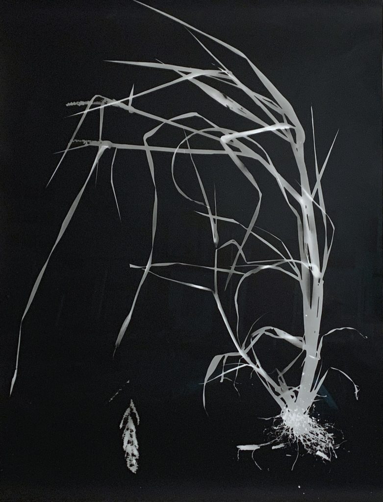 Image: Jin Lee, Weed P3, 2022, from the 'Weed' series. A photogram of a weed leaves a paint-like white impression on black photographic paper. Its roots are clearly visible with sharp white speckles where soil once was. Photo courtesy of the artist.