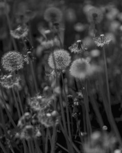 Image: A close-up photo of dandelions in Chicago's Jackson Park, in black-and-white. Photo by Ryan Edmund Thiel.