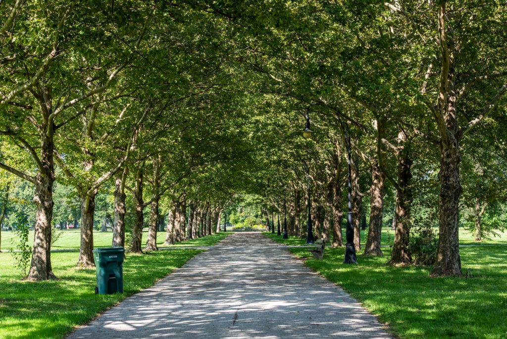 Image: A path flanked by trees. Dappled sunlight shines through the branches and makes patterns on the ground below. Photo by EdVetté Wilson Jones.