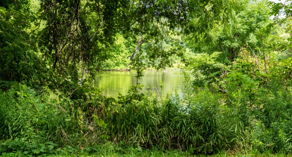 Image: An algae-covered pond is surrounded by trees and natural bushes. Photo by EdVetté Wilson Jones.