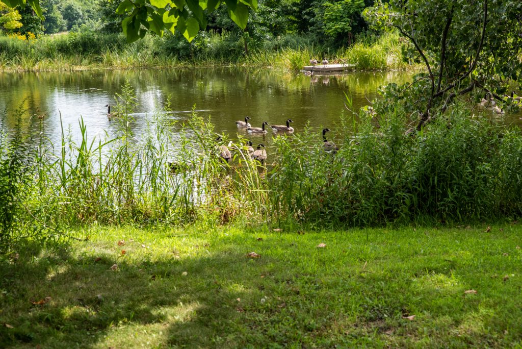 Image: Canadian geese swimming in the park's pond. Photo by EdVetté Wilson Jones.