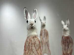 Image: Deborah Simon, Rabbit Kami, 2019. Three rabbits in a white gallery space, suspended in air, one close to the camera, the other two blurred in the background. Each rabbit's head is furred and intact. Below their neckline, they're bare and wound with red lines. Image courtesy of the International Museum of Surgical Science.