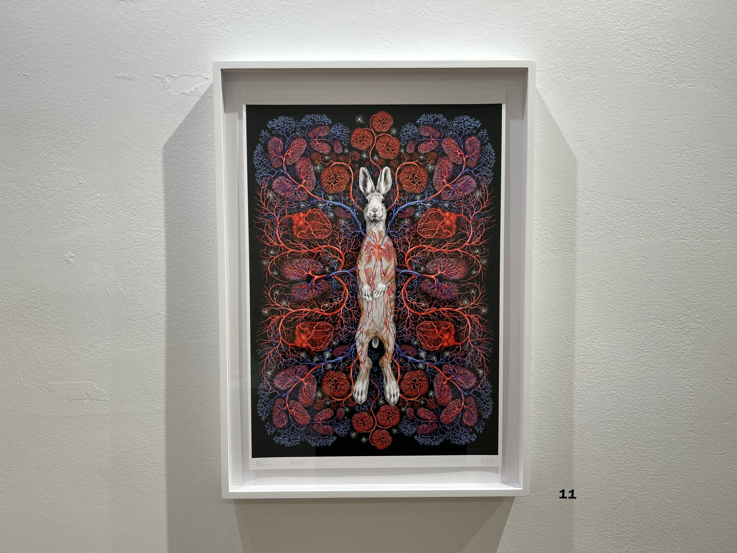 Image: Deborah Simon, Rabbit Kami Illuminated Border, 2021. In a white frame, a rabbit standing on its hind legs, belly facing the viewer. A nearly symmetrical series of red purple, and blue lines run from the center of its body out into the rest of the image, forming into organic shapes, reminiscent of plants. Courtesy of the International Museum of Surgical Science.