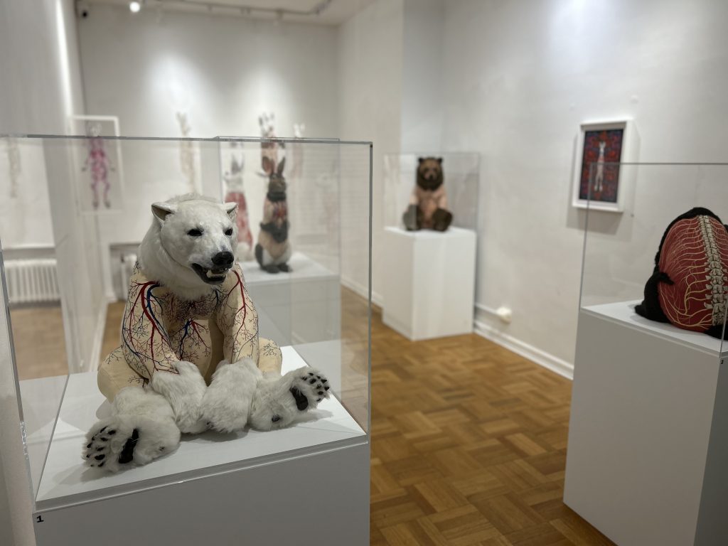 Image: installation shot of Deborah Simon's <i>Embroidered Morphologies</i>. Several elevated glass cases containing bear and rabbit sculptures with  bodies. The closest bear to the camera js a seated polar bear hunching forward. It has red and blue lines running up and down its torso and limbs. Courtesy of the International Museum of Surgical Science.