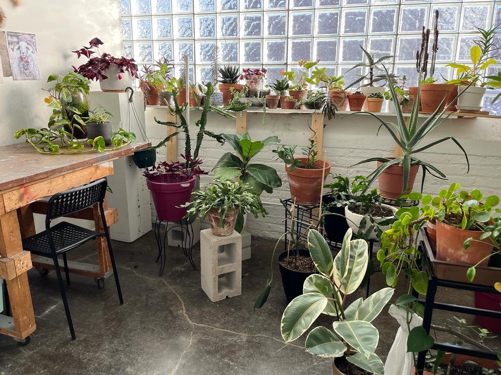 Image: Motlagh's studio. A lush array of houseplants sit on wooden shelves, cinderblocks, stools. On the left is a wooden desk. Behind the shelved plants is a large gridded window. Image courtesy of Laleh Motlagh.
