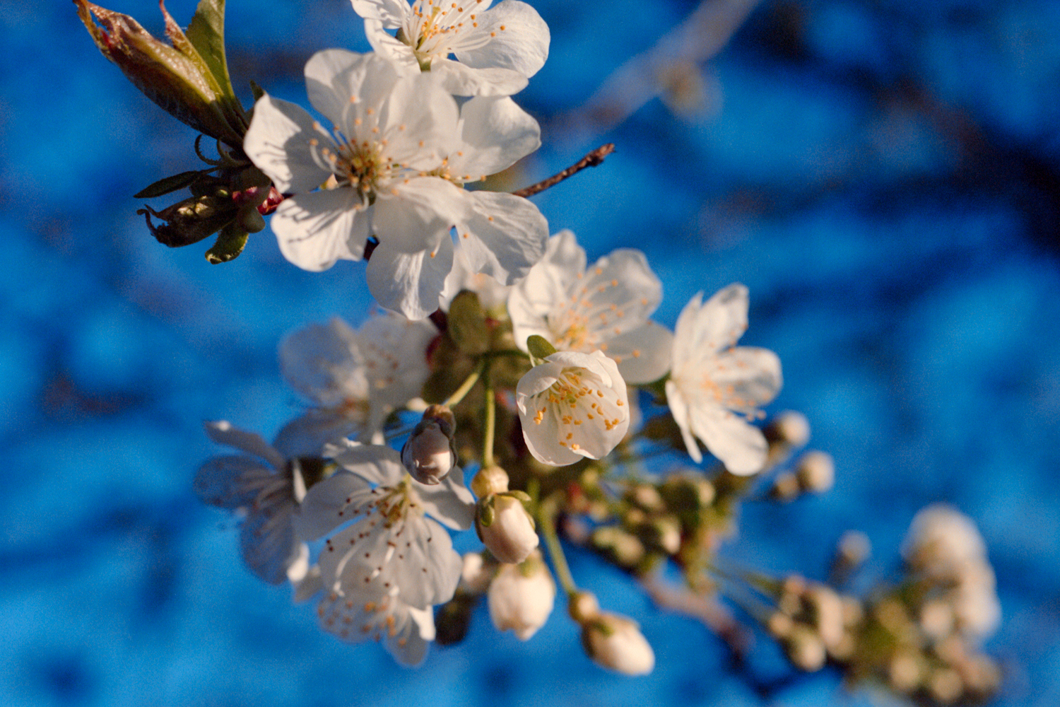 Image: A close-up of a bloom of apple blossoms, white, with yellow pistils bursting out. In the background, a blue sky with tree branches reaching across the image. Photograph by Ryan Edmund Thiel.