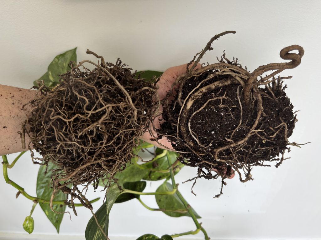 Image: Two bunches of roots in soil, held by an obscured hand. The leaves of the plant, a philodendron, curl behind the hand. Image courtesy of Laleh Motlagh.
