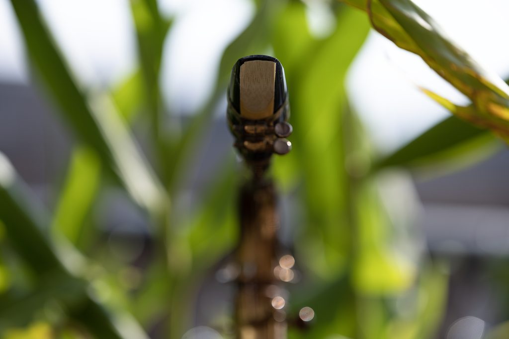 Image: A close-up shot of a reed in the mouthpiece of a saxophone with plants from the garden of Experimental Sound Studio blurred out in the background. Photo by Michael Sullivan. 