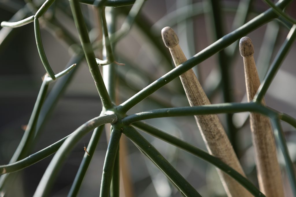 Image: Drumsticks intertwined with plants in the garden of Experimental Sound Studio. Photo by Michael Sullivan. 