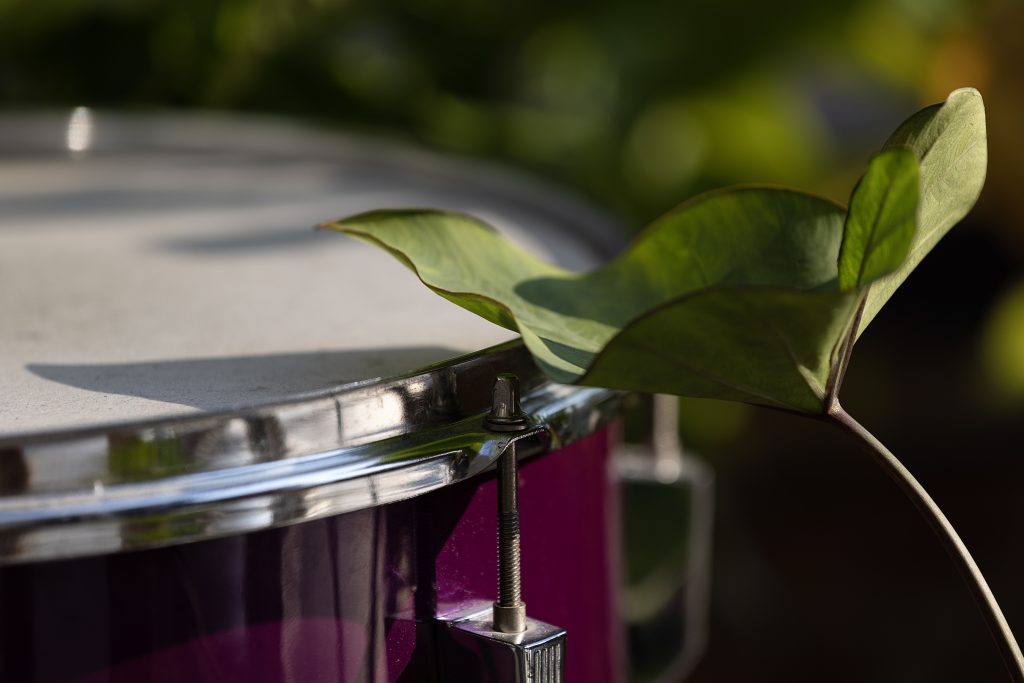 Image: A close-up of a leaf touching the rim of a drum with a plum colored shell. Photo by Michael Sullivan. 