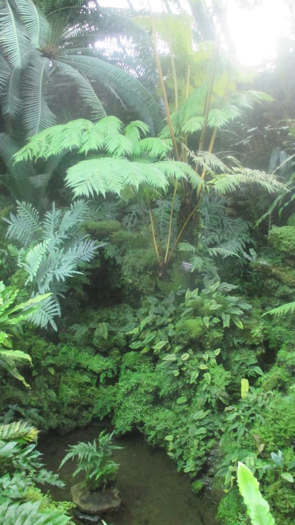 Image: An immersive view of a small pond in the Fern Garden. The pond has a small rock in the center with ferns growing from it and ferns hang over the edge of the pond. Nearer to the top of the image, there are much larger ferns and a bright burst of sunlight shining through the glass. Image by Nadia John.