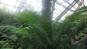 Image: The Fern Garden at Lincoln Park Conservatory. A mass of verdants ferns busting in every direction. There is a wave of grey light cast through the greenhouse windows at the top of the room. In the bottom right hand corner, a couple of people can be seen talking through the brush. Image by Nadia John.