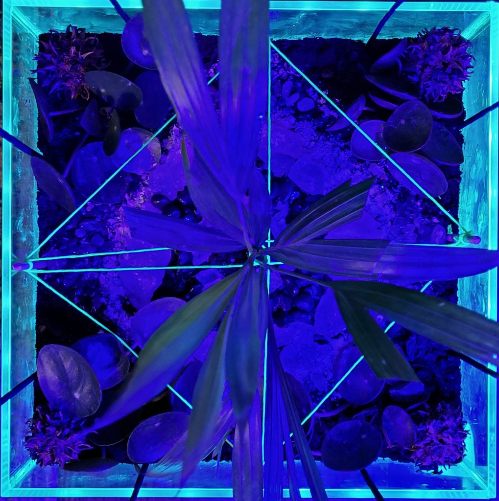 Image: a blue photograph of a terrarium seen from above illuminated by a black light. 