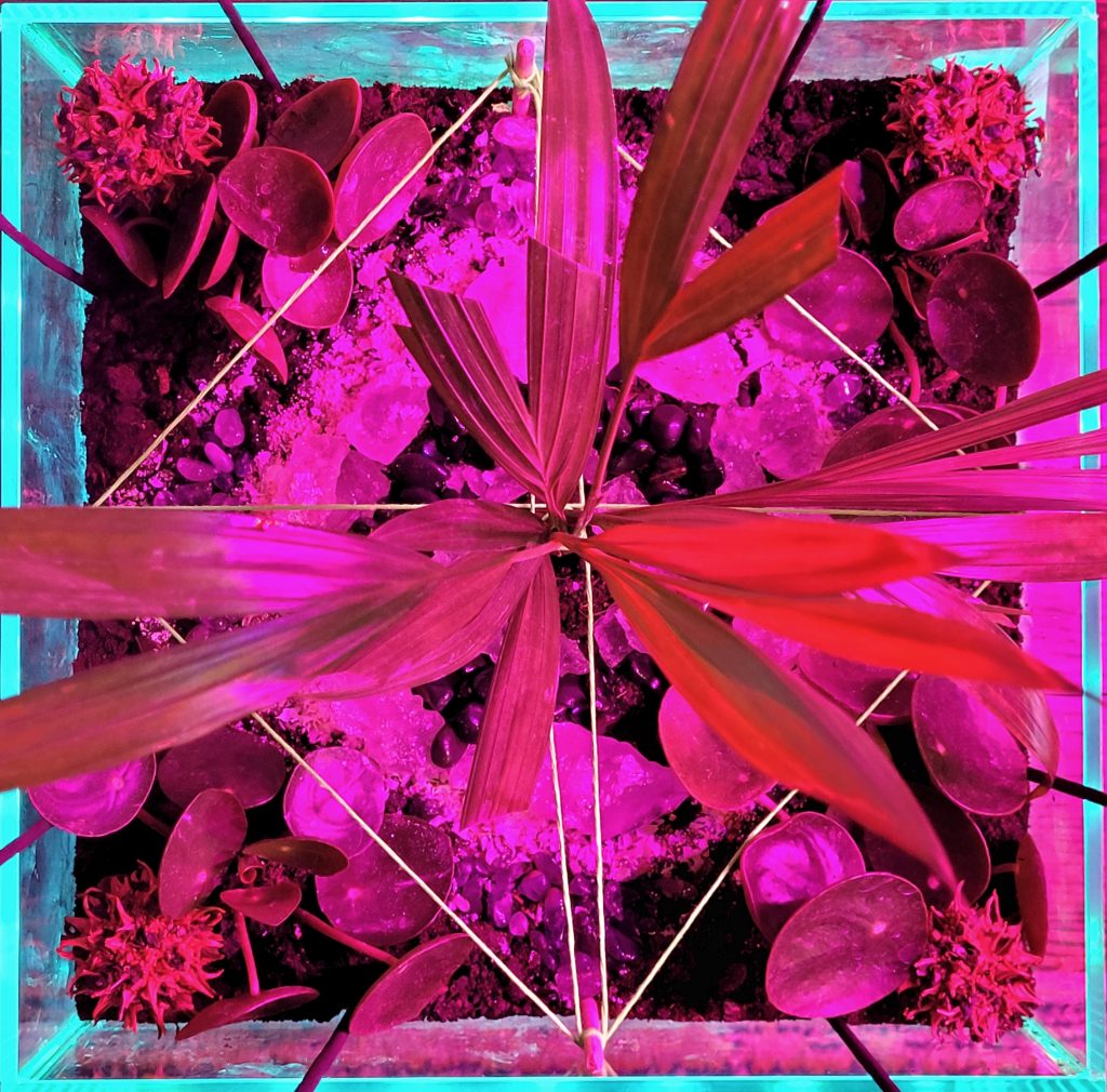Image: a pink photograph of a terrarium seen from above illuminated by a black light. 