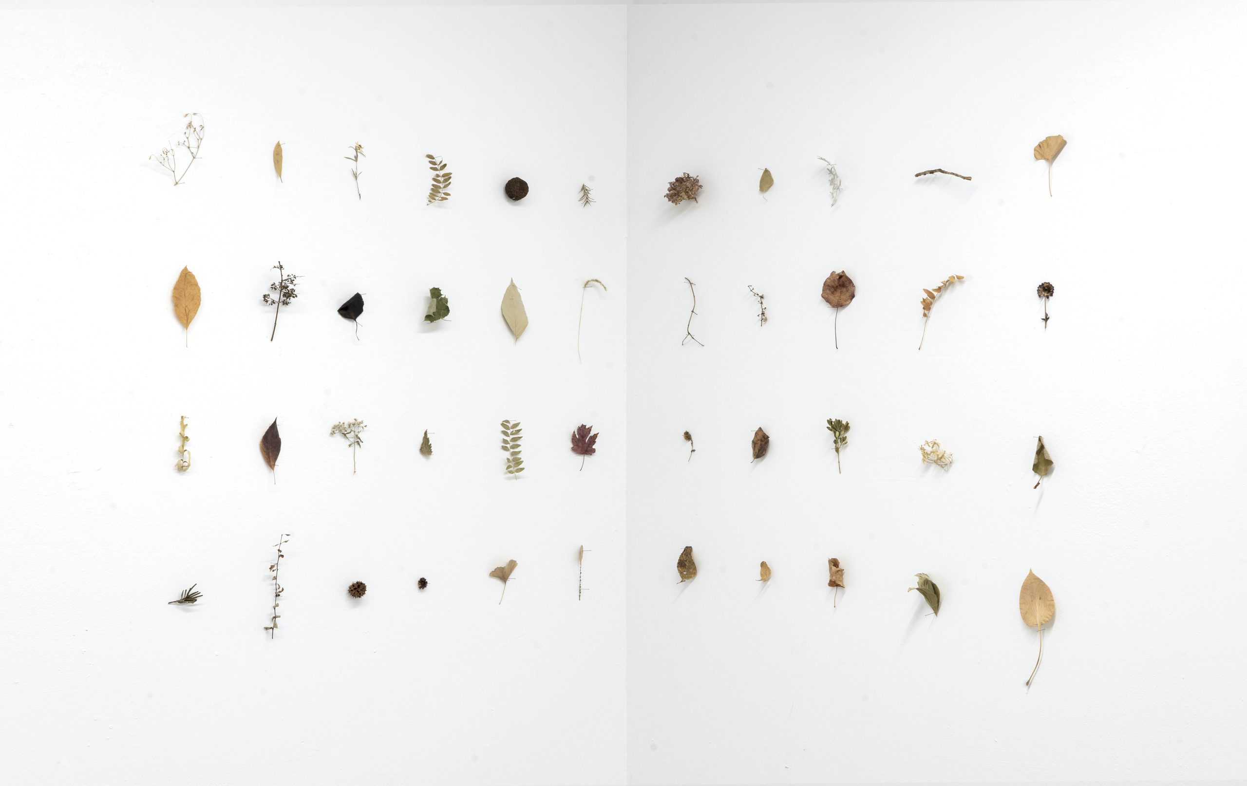 Image: Mariana Noreña, Walking Home, 2021. Leaves, sticks, seeds, branches. In the corner of a white gallery space, two walls of leaves, flowers, sticks, branches and seeds are arranged in a precise grid on each wall, each grid facing the other. Photo by Eugene Tang.