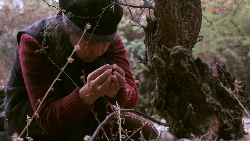 Image: Cecilia Vicuña, Semiya (Seed Song), 2015, color, sound, HD video, 07:43. Wearing a burgundy sweater, black hat and vest Vicuna (facing the camera) kneels on the forest floor and cups a large seed with her hands. A tree is to her left and there are branches around her. Image Courtesy Electronic Arts Intermix (EAI), New York.