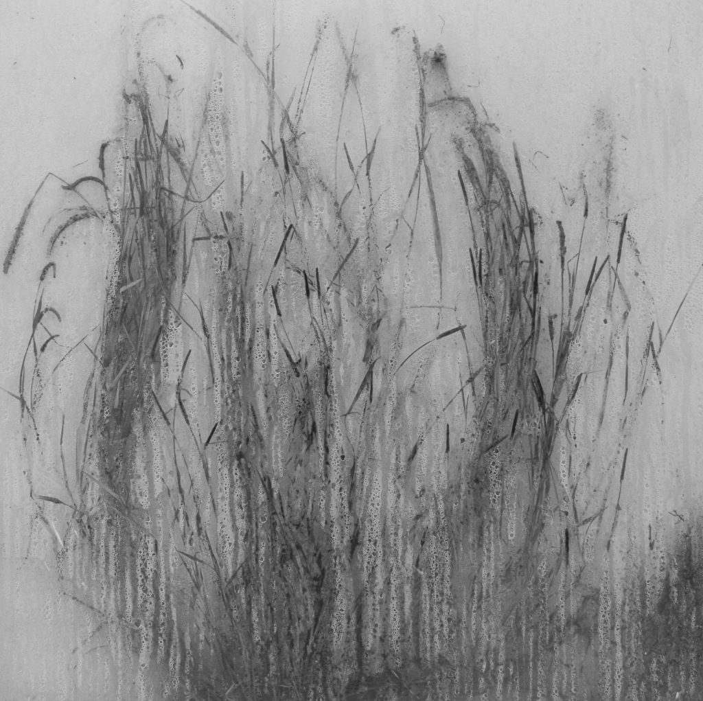 Image: Byung-hun Min, Untitled from Weed series, 1999. Inkjet print. Collection of the Museum of Contemporary Photography. A greyscale image with three stands of tall grass obscured by a mist. The image appears to have a fogged glass with water running down it between the viewer and the subject. Image courtesy of MoCP.