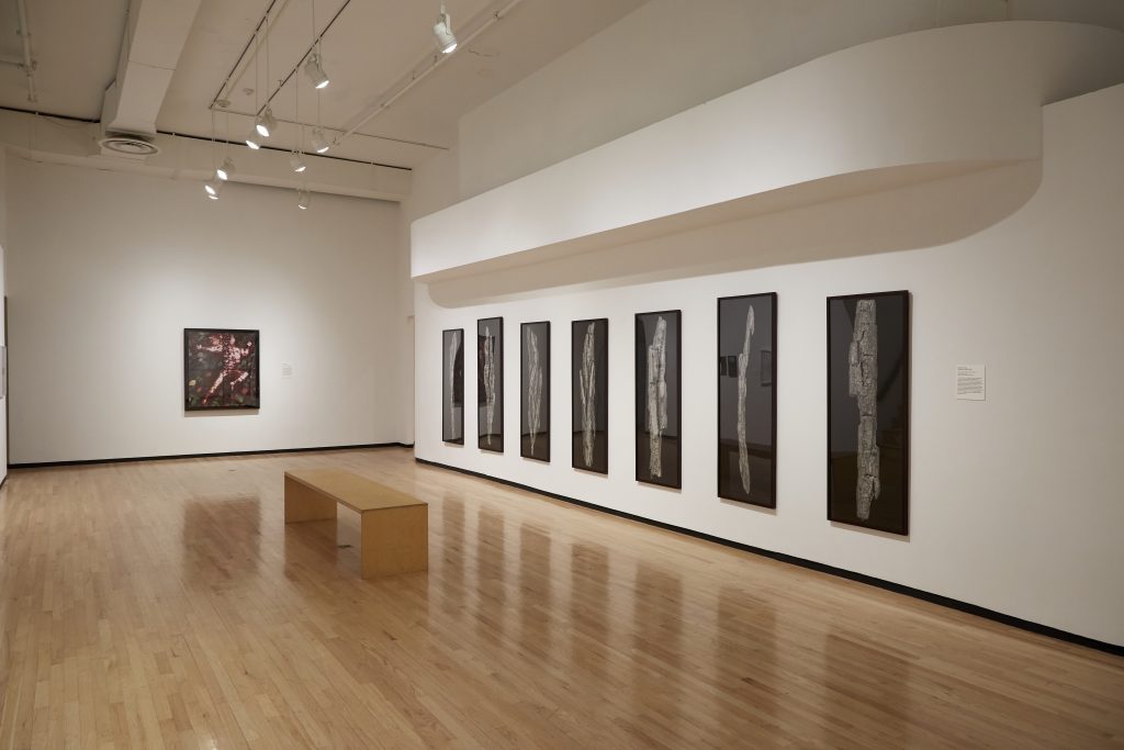 Image: Installation view, Captured Earth, 2024. An oblique view of a wall with seven large vertical photographs of tree bark, and a distant wall with a large color photograph. Courtesy of the Museum of Contemporary Photography. Photo by Tom Nowak.