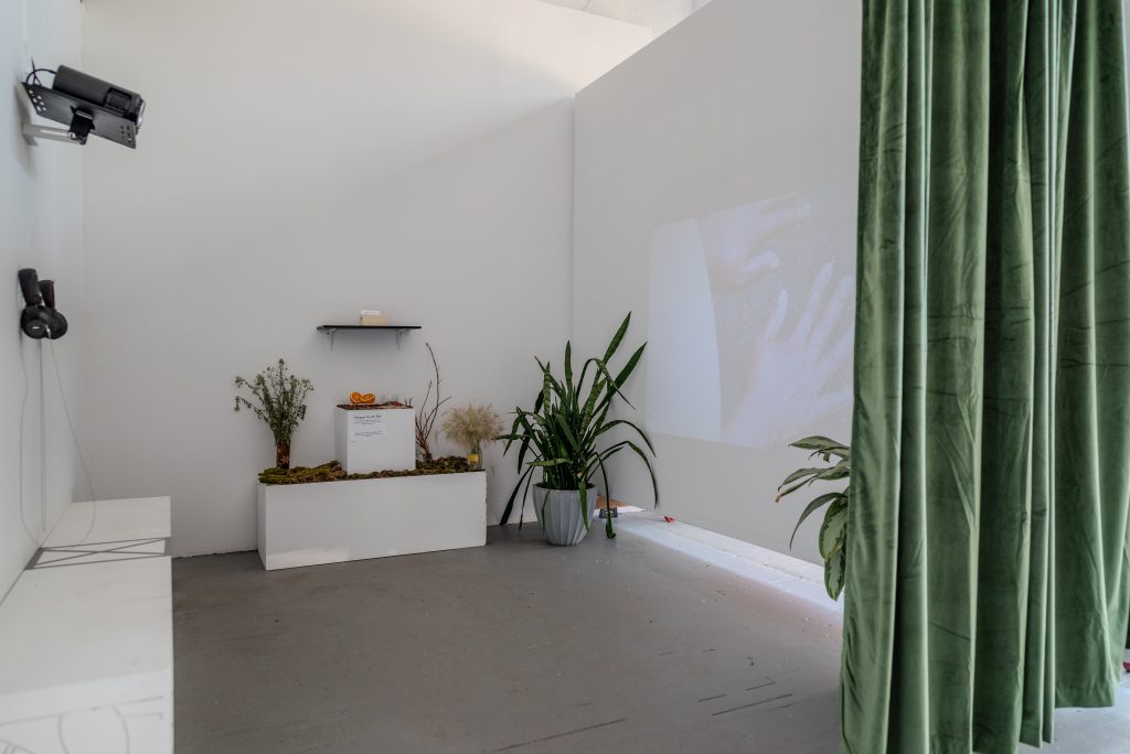 Image: The screening room for how to come alive, all the walls white, partitioned by a velvet sage green curtain.  On the left wall is a projector and two sets of headphones hung on the wall beneath.  On the right wall is a projection of two hands laid flat on a surface. On the back wall is an altar space, with wilting flowers and grasses in vases and two halves of an orange citrus fruit on a plinth. There is a shelf above them. On either side of the projection is a tall potted plant. Photo by Tonal Simmons.