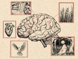 Image: An Illustration of a brain with lines that extend out towards five squares with other smaller illustrations inside: a waterfall, prairie grass, a bird, a heart, and a moonlit forest path. The illustration is made with black lines on a beige background. Illustration by Summer Mills.