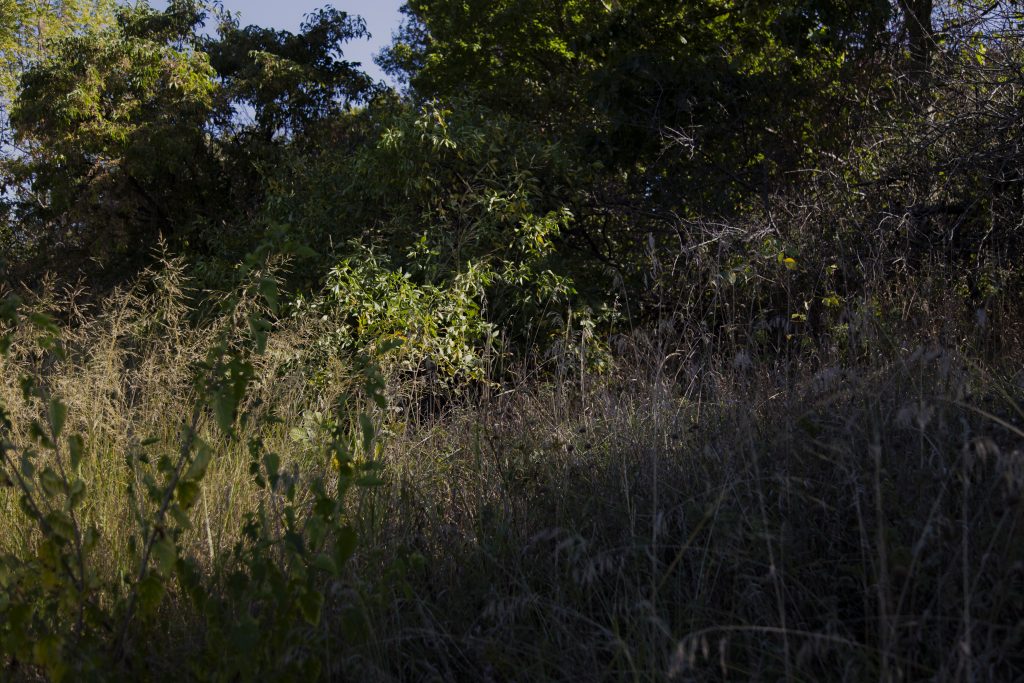 Image: Tall grass in front of a taller tree line. There is a catch of sunlight on some shrubs and grass in the midground of the image. Photo by Joshua Clay Johnson.