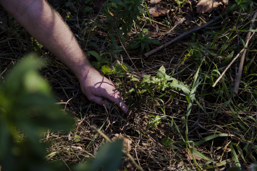 Image: A hand touching a tangle of grasses among low to the ground plants. In the corner foreground, there is an out-of-focus leaf. Photo by Joshua Clay Johnson.