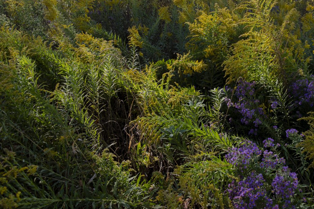 Image: Goldenrod and asters leaning up towards each other in a field. Photo by Joshua Clay Johnson.