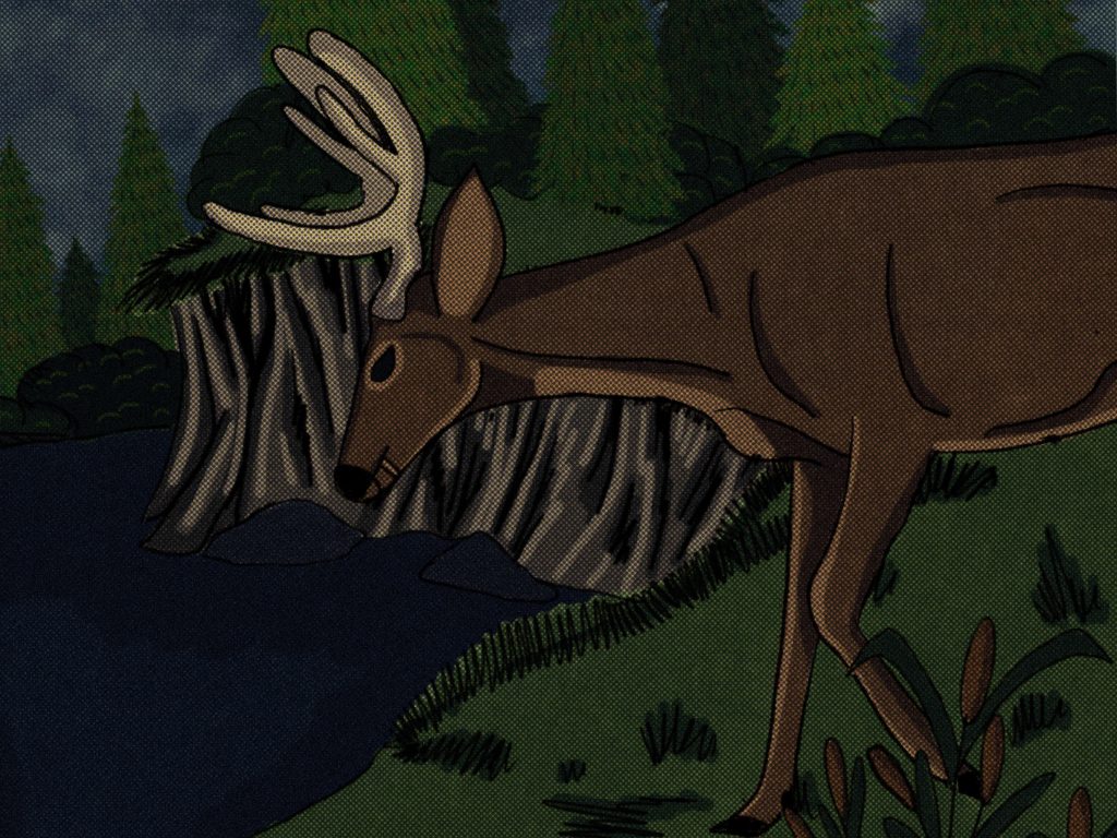 Image: An antlered deer approaches a cliff face overlooking a body of water. Pine trees fill the background of the image. Cattails are visible in the lower right corner. The deer's head is slightly bowed. Illustration by Sammi Crowley.