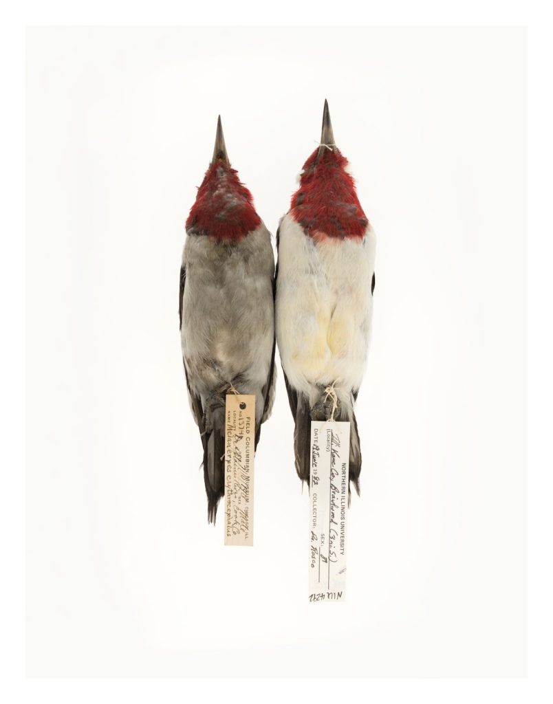 Image: Red-Headed Woodpecker (right), from the Plume series (2016). Two red-headed bird specimens laid flat vertically with identifying tags tied to their feet.