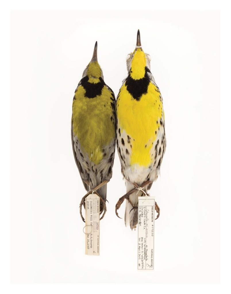 Image: Shane DuBay and Carl Fudner, Eastern Meadowlark (left). Two yellow-bellied and black speckle feathered specimens laid flat vertically with identifying tags tied to their feet.