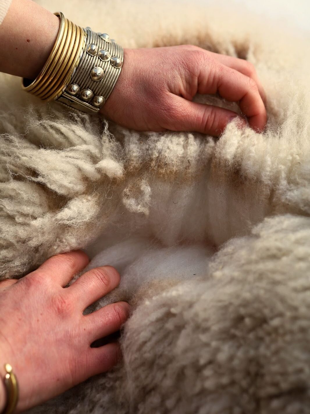A close-up shot of Rachel’s hands combing her fingers through their Jacob ram’s white-to-tan wool. On Rachel’s wrists are assorted thick metallic bangles. Image by Viki Stark.
