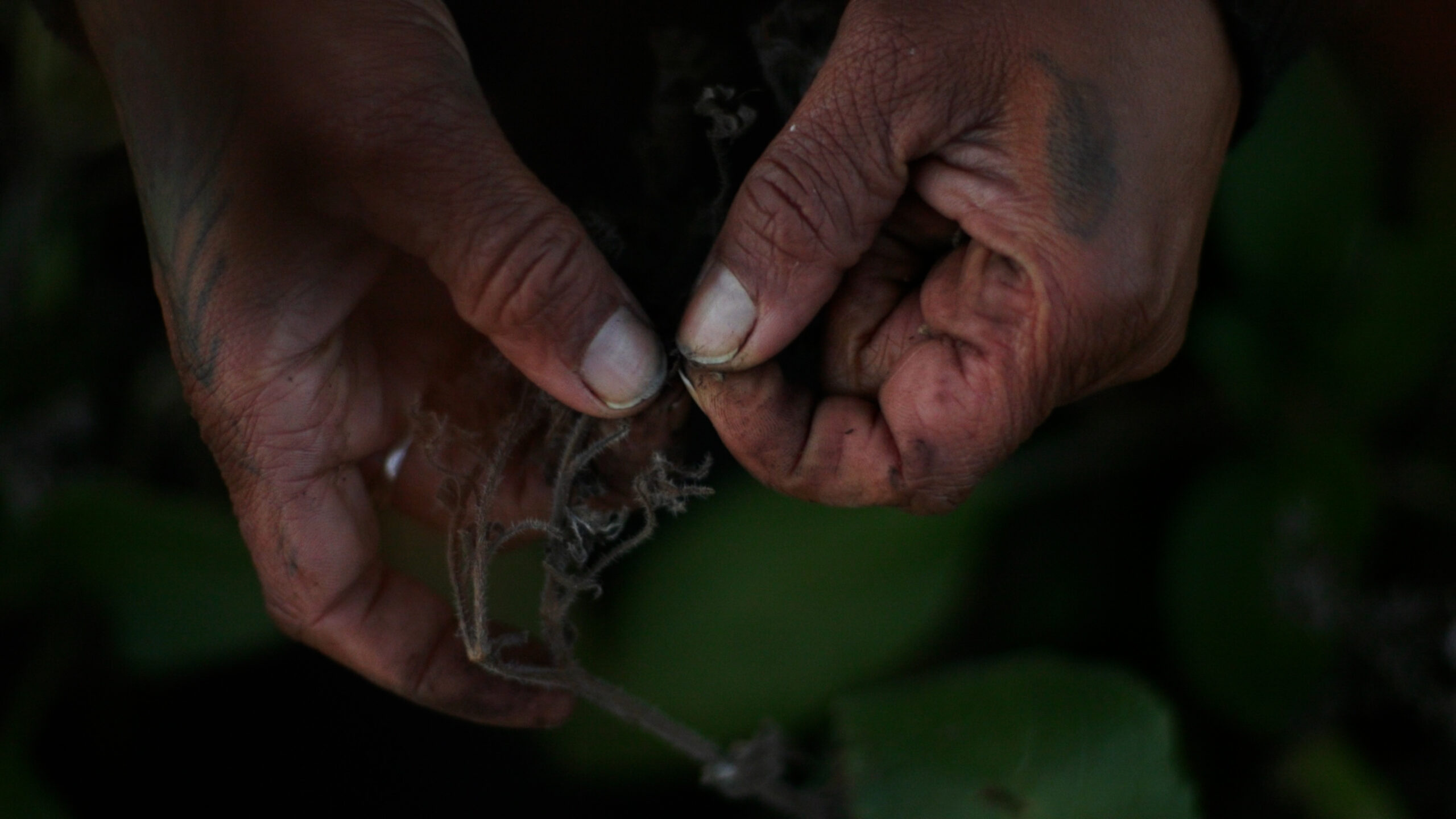 Image: A close-up on pair of hands against a dark backdrop. The thumb and pointer finger of one hand delicately touches the thumb of the opposite hand while holding a string-like material. Residue from the material has rubbed off onto the fingernails. Photo by na forest lim.